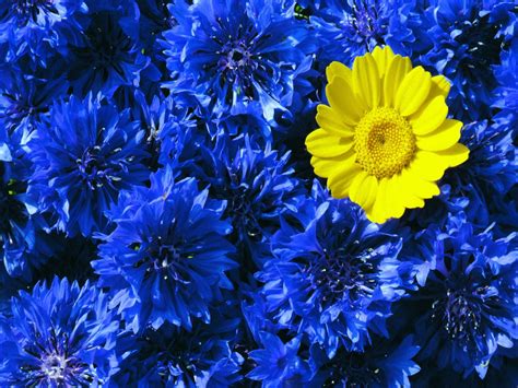 45 Blue And Yellow Floral Wallpaper