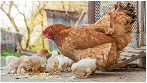 Salmonella Outbreak Traced To Backyard Poultry Sickens More Than 100 So Far This Year Food