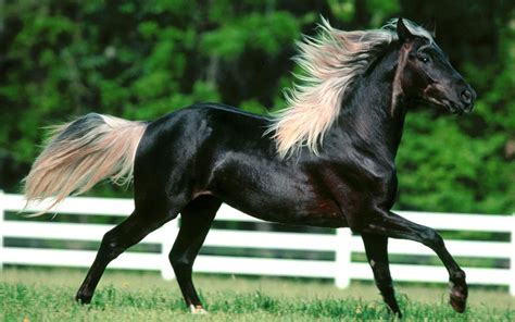 25 Beautiful Horse Pictures Pelfind