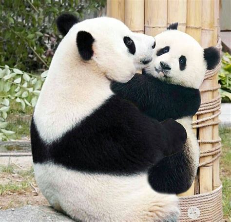 Pin By Erika Macedo On Pandas Funny Panda Pictures Cute Baby Animals