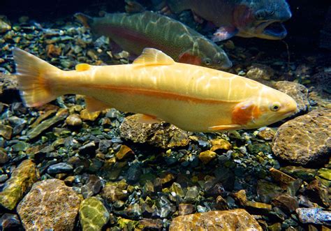 Origins Of Golden Rainbow Trout And Where To Catch Them Alpha And Omega