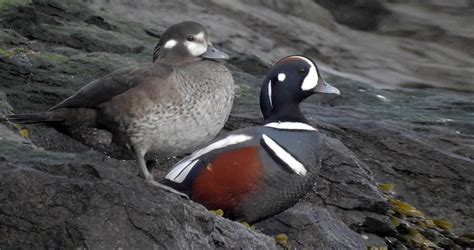 Harlequin Duck Identification All About Birds Cornell Lab Of Ornithology