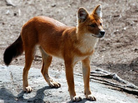 Description Dhole Top 10 Cutest Animals Wild Dogs