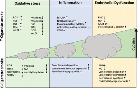 Effects of Smoking on Oxidative Stress and Vascular ...