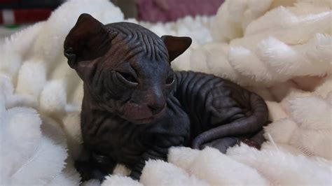 Cute Sphynx Kittens Will Warm Your Heart 💕 19 Days After