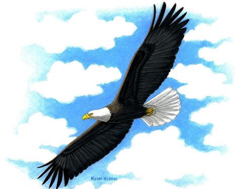 Bald Eagle In Flight Painting By Kalen Malueg