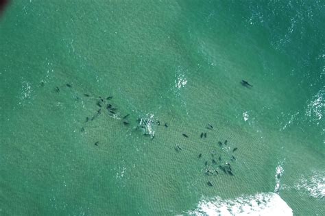 Great White Sharks Off The Coast Of Massachusetts Flickr