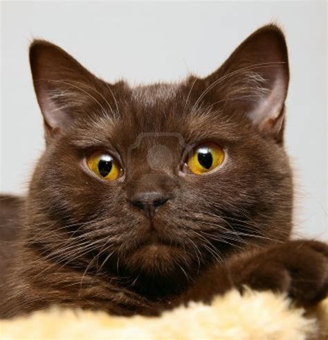 Image 9008688 Closeup Of A British Brown Cat With Yellow Eyes