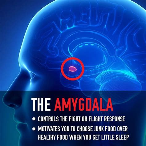 Ever Heard Of The Amygdala Its A Tiny Brain Structure That Controls