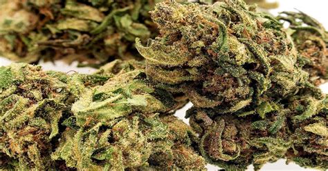 When cbd is converted into vapor or smoke, it increases the amount of cbd available for your body to process. Buy CBD Hemp Flower Strains Wholesale or Retail Online