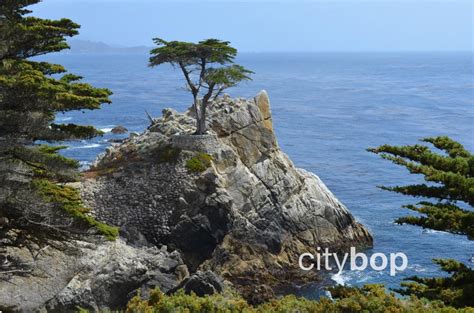 10 Best Things About Lone Cypress