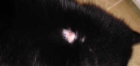 The skin around these lesions is often flaky and bald. I just looked down and my cat (domestic) has a big bald ...