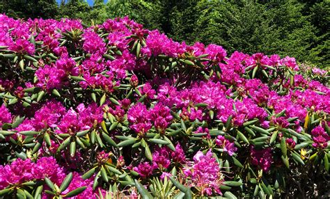 Rhododendron On Roan Mountain Mitchell County North Carolina