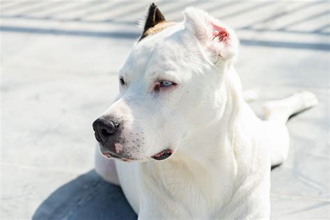 Dogo Argentino Dog Breed Information And Characteristics Daily Paws