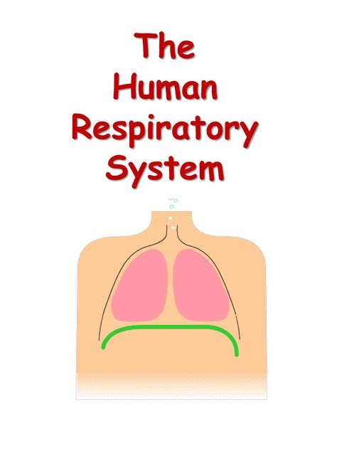 Ppt The Human Respiratory System Powerpoint Presentation Free