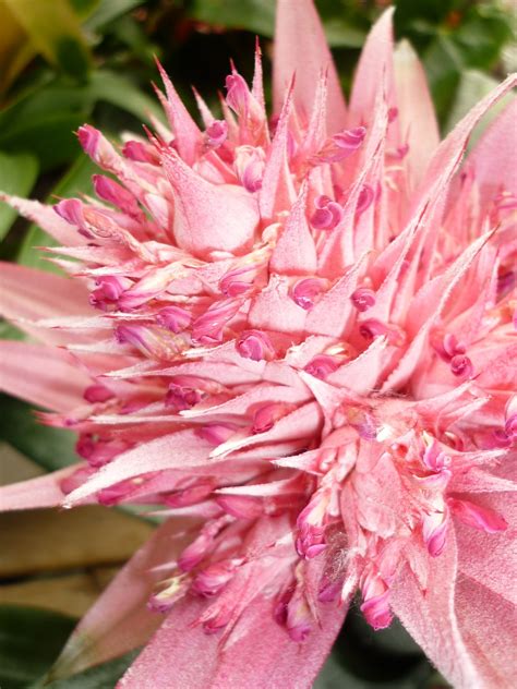 Download Free Photo Of Pineapplebromeliads Greenhousetropical Plant