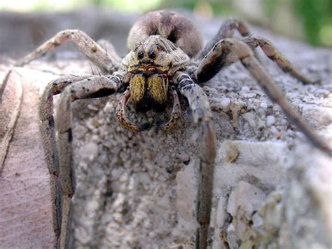 We are rated by our customers as one of the best pest control companies in phoenix. Pest Control Glendale, AZ | Bugs, Bed Bugs, Termites , Weeds