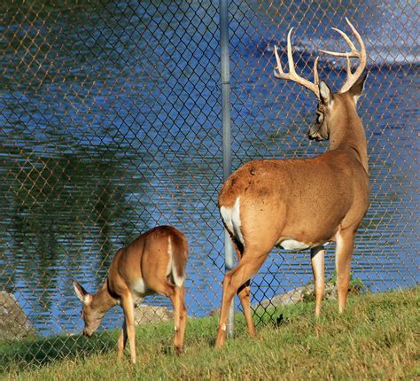 Pennsylvania Whitetail Deer Deb Watson Flickr