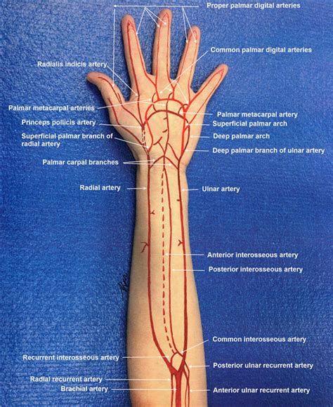 Arterial Circulation In The Forearm And Hand Download Scientific Diagram