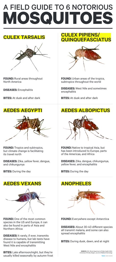 Aedes Mosquito Is The Vector Of Which Disease Jaseanceskinner