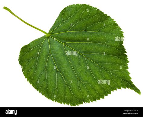 Green Leaf Of Tilia Platyphyllos Tree Largeleaf Linden Large