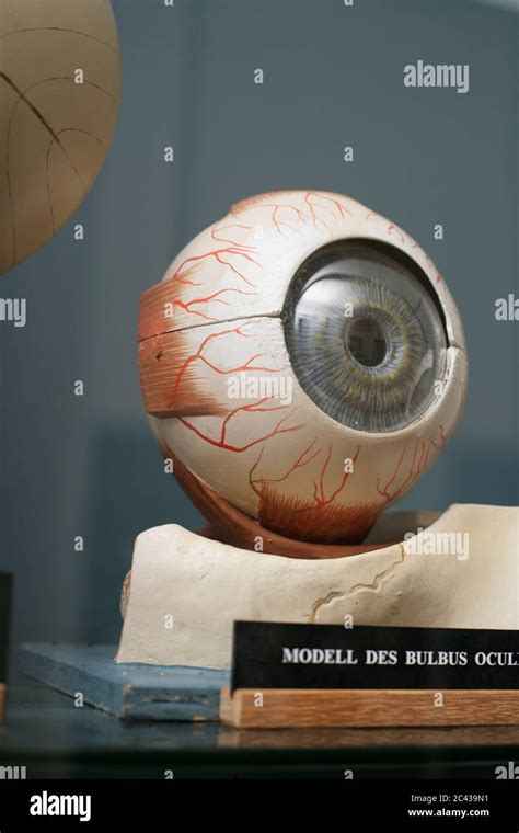 Model Of The Eyeball Bulbus Oculi Anatomy Exhibition Museum