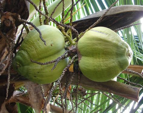 Polynesian Produce Stand ~nui Leka~ Samoan Dwarf Coconut Seed Coconut