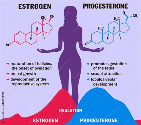 Estrogen And Progesterone In Balance Infographics Female Sex Hormones Molecule Model Hormone