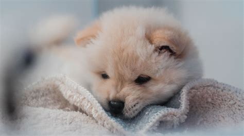 Download Wallpaper 1600x900 Puppy Dog Cute Fluffy Pet