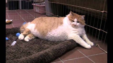 meet massive moggie beautiful cat takes the title of world s fattest cat sallnews