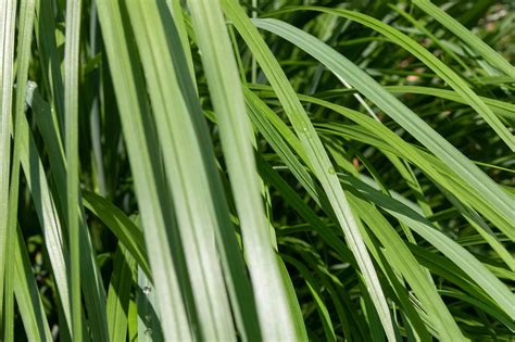 Repotting and multiplying lemongrass plants. How to Grow and Care for Lemongrass