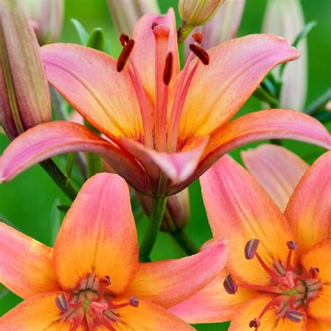Buy Asiatic Lily Bulb Lilium Forever Marjolein