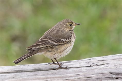 American Pipit Anthus Rubescens