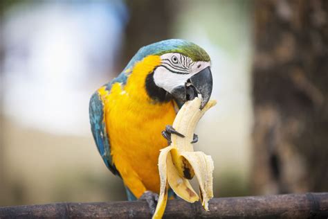 A Parrots Diet The Dos And Donts