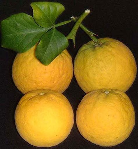 Poncirus trifoliata - Tree Seeds - Hardy Orange, Trifoliate Orange ...