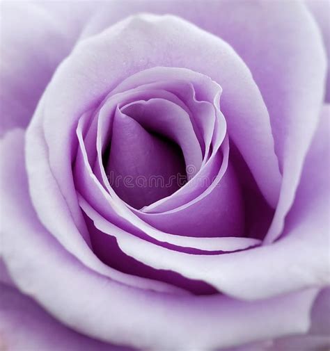 Purple Rose Stock Image Image Of Purple Floral Passion 71341923