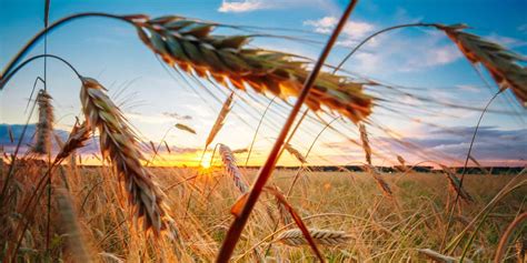 Crowdfunding For Agriculture Investing In Farmland Landthink