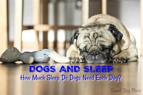 How Much Sleep Do Dogs Need Small Dogs