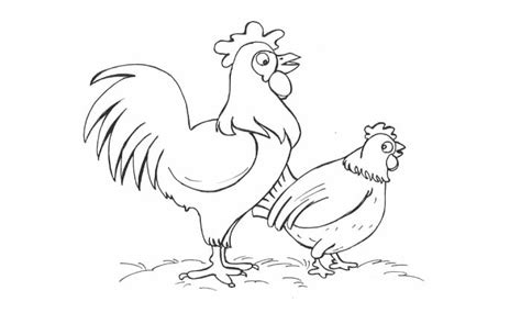 11 Contoh Sketsa Ayam Yang Mudah Dan Simple Broonet