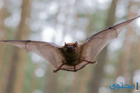 تفسير حلم الخفاش للعزباء