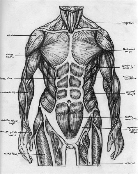 Uscles Of The Human Torso 4 Views Human Back Muscles Torso Stock