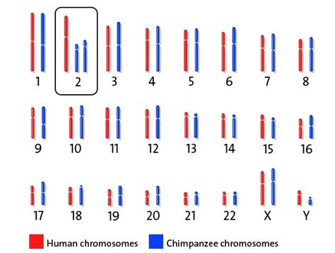 Chapter 16 Human Evolutionary Genetics Human Genetics