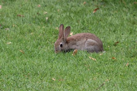 Wild Brown Rabbit In The Park Stock Image Image Of Brown Rabbit 226336893