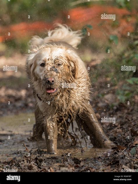 Why Do Dogs Love Muddy Puddles
