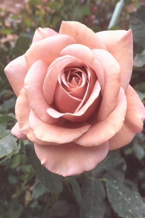 hybrid-tea-roses-album-roses-hybrid-tea-roses-album-hybrides-teerosenalbum-album-de-roses-d