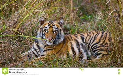 The Cub Wild Tiger Lying On The Grass India Bandhavgarh National Park