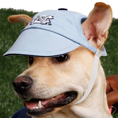 Hats For Dogs
