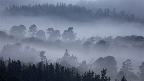 Nature Mountain Forest Fog Tree Landscape Hd Wallpaper
