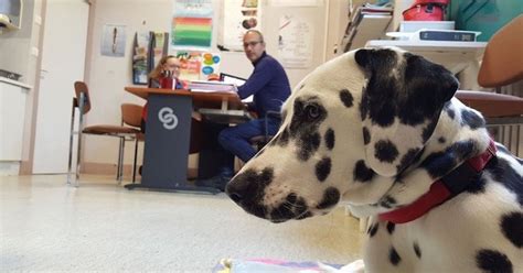 Cette adorable dalmatienne est une chienne pédagogique recrutée