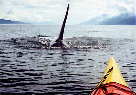 Paddle with the orcas at a comfort tent base camp on one of these kayaking excursions in johnstone strait. Five Day San Juan Island Kayak Expeditions: Kayaking With ...